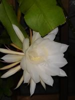 月下美人（投稿：池田 保子さん）一夜の花で、ものすごい香りがします。大きな鉢から小さな鉢まで10鉢程あります。