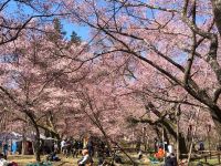 桜（投稿：秋山 泰彦さん）昨年の高遠で撮った桜
