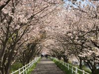 桜（投稿：秋山 泰彦さん）今年の花見川で撮った桜