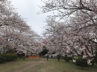 桜（投稿：中野 綾子さん）真砂五丁目公園　満開の桜。