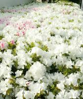 つつじ（投稿：野瀬 めぐみさん）白い絨毯のように1面に広がるつつじ。毎年楽しみしてます。今年は自粛期間中のお散歩で道端のお花が目に入るようになり、新たな発見もありました🌷