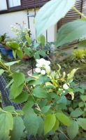 バイカウツギ（投稿：勝平 敦子さん）これは 梅の花と書いて バイカウツギと言います。かわいい白い花。