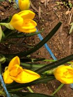 キバナタマスダレ（投稿：秋山 泰彦さん）花だけ見ると黄色のクロッカスのような花です。難しい名前はステルンベルギア・ルテア。ゼフィランサス（タマスダレ）の仲間です。ヒガンバナ科の花です。秋に咲きます。球根なので、ちょうど今は休眠中です。9月になって芽を出し10月上旬に咲きます。球根を5、6個にして植えると見栄えがするでしょう。
