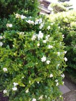 クチナシ（投稿：近藤 恵子さん）写真は、去年の６月のもので、春と秋に咲きます❗今年はまだ蕾です🎶甘い香りの白い花が好きです💓