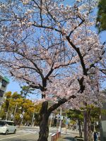 桜（投稿：副島 時美さん）名古屋にある中村公園という地下鉄と中村公園(秀吉公記念館)の間にある道路の桜を撮影