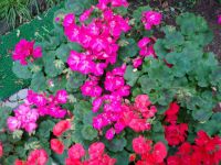 ゼラニウム（投稿：二藤 啓子さん）原産『南アフリカ』、多年草。初春から夏にかけて庭に花が咲きます。毎年枯れずにまた🌷が咲きます。花は5弁で色は桃色、赤色、白、淡赤、絞りetc.