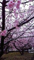 桜（投稿：高野 冨士子さん）かなり前に、稲毛海岸で撮った写真です