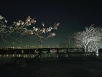 五分咲きの桜（投稿：佐藤 牧子さん）手賀沼遊歩道から見た手賀の大橋とライトアップされた夜桜