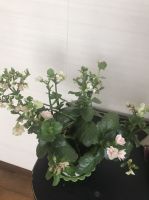 カランコエクイーンローズ（投稿：中村 和子さん）娘夫婦が昨年の母の日のプレゼント幸せを呼ぶ花です。