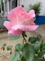 エイプリル イン パリ（投稿：田辺 佐代子さん）好きな薔薇♪