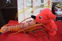伊勢海老vsチーバくん